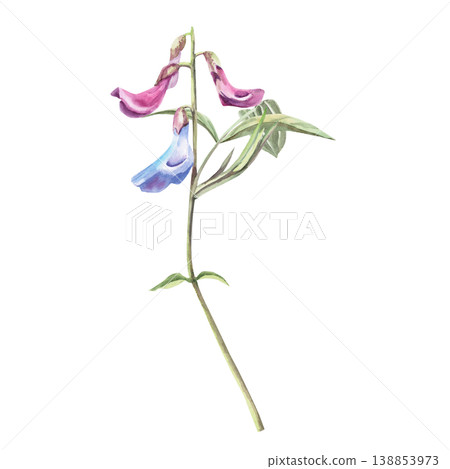 Early-blooming forest flower with leaves. Isolated watercolor illustration suitable for botanical publications, postcard designs, nature websites, and eco-themes. Early-blooming forest flower with leaves. Isolated watercolor illustration suitable for botanical publications, postcard designs, nature websites, and eco-themes. 138853973