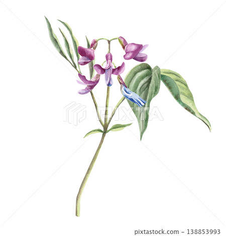 A wild primrose (Lathyrus vernus) with green leaves. This isolated watercolor illustration is perfect for postcard designs, nature websites, and eco-themed websites. 138853993