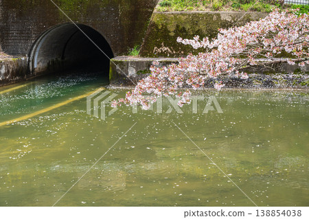 京都市諸葉隧道出口處琵琶湖運河沿岸盛開的櫻花。 京都市諸葉隧道出口處琵琶湖運河沿岸盛開的櫻花。 138854038