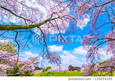 Cherry blossoms of the stone stage Tumulus 138854395