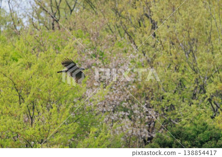 Mountains in fresh green and a mountain hawk-eagle Mountains in fresh green and a mountain hawk-eagle 138854417