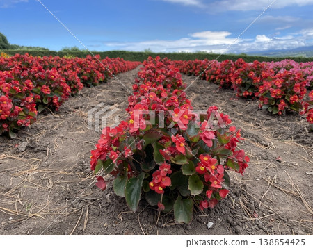 Begonia Begonia 138854425