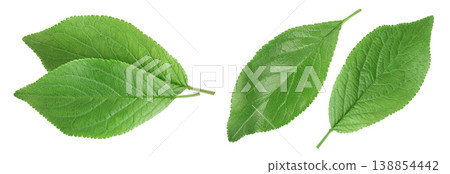 plum leaf isolated on a white background with  full depth of field. Top view. Flat lay 138854442