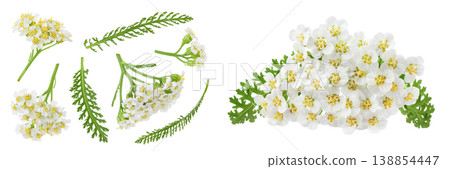 fresh yarrow flowers isolated on white background. Top view. Flat lay fresh yarrow flowers isolated on white background. Top view. Flat lay 138854447