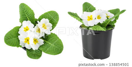 white primrose isolated on white background. Top view. Flat lay 138854501