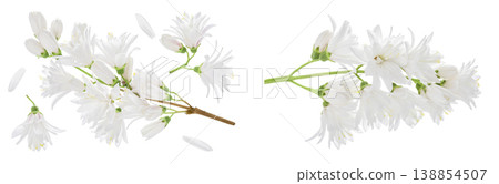 deutzia flowers isolated on a white background deutzia flowers isolated on a white background 138854507