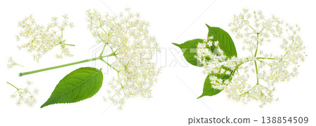 Elderberry flower or Sambucus nigra isolated on a white background. Elderberry flower or Sambucus nigra isolated on a white background. 138854509