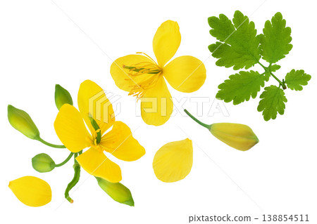 Celandine flower isolated on white background. Top view. Flat lay Celandine flower isolated on white background. Top view. Flat lay 138854511