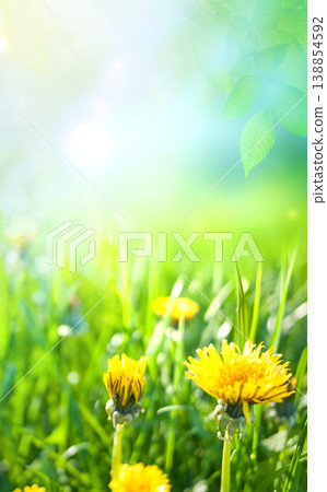 green natural grass background with sun rays, vertical walpaper 138854592