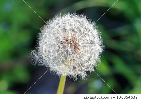 Dandelion ears 138854632