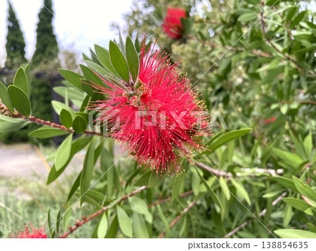 Bottlebrush flower - Close-up of the red, radially arranged flowers with foreground blur. 138854635