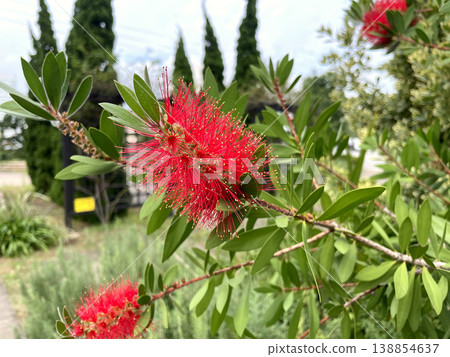 Bottlebrush flower - Close-up of a red flower against a backdrop of blue sky and trees. Bottlebrush flower - Close-up of a red flower against a backdrop of blue sky and trees. 138854637