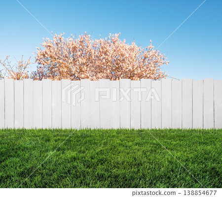 spring bloom tree in backyard and wooden white garden fence spring bloom tree in backyard and wooden white garden fence 138854677