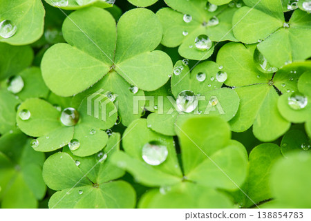 三葉草的葉子被雨水弄濕了。 三葉草的葉子被雨水弄濕了。 138854783