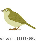 日本樹鶯（uguisu）插圖 138854991
