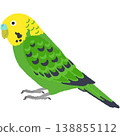 鸚鵡的插圖 138855112