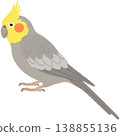 小形鸚鵡的例證 138855136