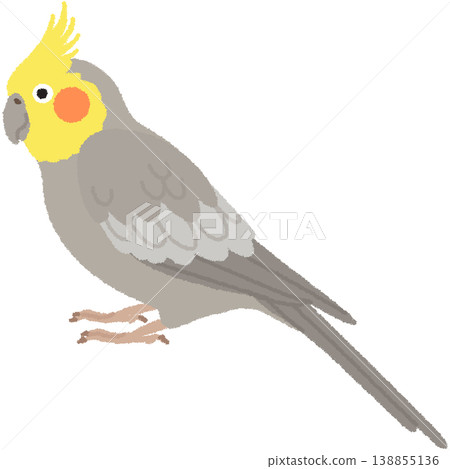 小形鸚鵡的例證 138855136