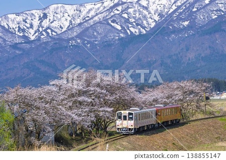 山形縣白鷹町，最上川沿岸的櫻花與花之長井線列車交相輝映 138855147