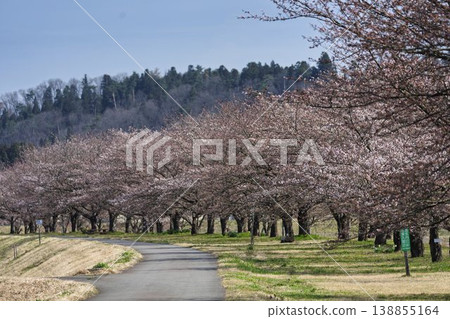 Blue sky and cherry blossoms along the Mogami River embankment, Nagai City, Yamagata Prefecture 138855164