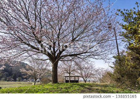 山形縣長井市最上川河堤岸,藍天白雲,櫻花盛開 山形縣長井市最上川河堤岸,藍天白雲,櫻花盛開 138855165