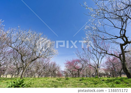 Blue sky and plum blossoms, Nagai City, Yamagata Prefecture 138855172