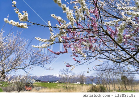 Blue sky and plum blossoms, Nagai City, Yamagata Prefecture Blue sky and plum blossoms, Nagai City, Yamagata Prefecture 138855192