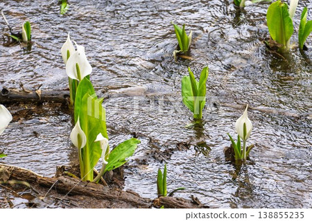 Tamakibara Mizubasho-bunched Mizubasho, Shichigajuku Town, Miyagi Prefecture 138855235