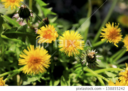Yellow dandelion flowers blooming in the field Yellow dandelion flowers blooming in the field 138855242