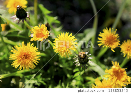 Yellow dandelion flowers blooming in the field Yellow dandelion flowers blooming in the field 138855243
