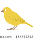 金絲雀插圖 138855258
