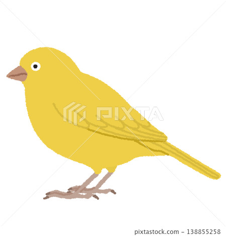 金絲雀插圖 138855258