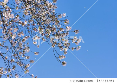 The cherry blossom trees along the Shiraishi River embankment, known as "Ichimoku Senbonzakura" (One Thousand Cherry Trees at a Glance), are in full bloom in Ogawara Town, Miyagi Prefecture. 138855264