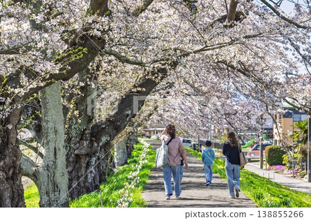 白石川堤岸上千棵櫻花樹競相綻放，為宮城縣小川原町的家庭帶來了一道美麗的風景。 138855266