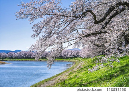 宮城縣小川原町白石川堤岸的櫻花樹正值盛開，被稱為「一目千本櫻」。 138855268