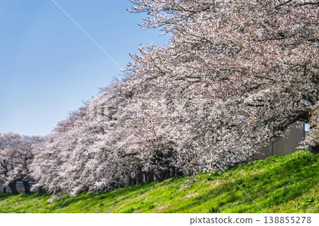 The cherry blossom trees along the Shiraishi River embankment, known as "Ichimoku Senbonzakura" (One Thousand Cherry Trees at a Glance), are in full bloom in Ogawara Town, Miyagi Prefecture. The cherry blossom trees along the Shiraishi River embankment, known as "Ichimoku Senbonzakura" (One Thousand Cherry Trees at a Glance), are in full bloom in Ogawara Town, Miyagi Prefecture. 138855278