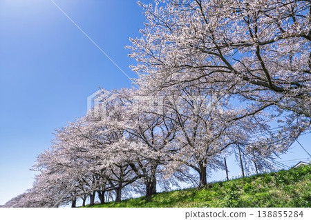 The cherry blossom trees along the Shiraishi River embankment, known as "Ichimoku Senbonzakura" (One Thousand Cherry Trees at a Glance), are in full bloom in Ogawara Town, Miyagi Prefecture. The cherry blossom trees along the Shiraishi River embankment, known as "Ichimoku Senbonzakura" (One Thousand Cherry Trees at a Glance), are in full bloom in Ogawara Town, Miyagi Prefecture. 138855284