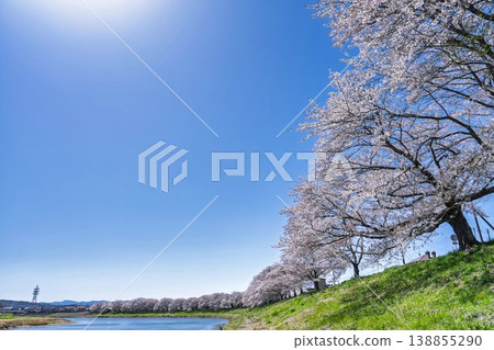 The cherry blossom trees along the Shiraishi River embankment, known as "Ichimoku Senbonzakura" (One Thousand Cherry Trees at a Glance), are in full bloom in Ogawara Town, Miyagi Prefecture. The cherry blossom trees along the Shiraishi River embankment, known as "Ichimoku Senbonzakura" (One Thousand Cherry Trees at a Glance), are in full bloom in Ogawara Town, Miyagi Prefecture. 138855290