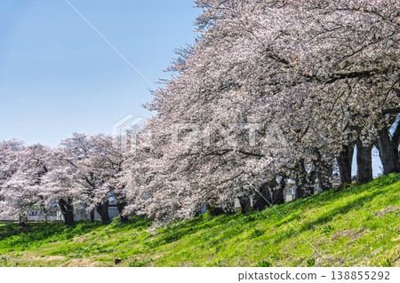 The cherry blossom trees along the Shiraishi River embankment, known as "Ichimoku Senbonzakura" (One Thousand Cherry Trees at a Glance), are in full bloom in Ogawara Town, Miyagi Prefecture. The cherry blossom trees along the Shiraishi River embankment, known as "Ichimoku Senbonzakura" (One Thousand Cherry Trees at a Glance), are in full bloom in Ogawara Town, Miyagi Prefecture. 138855292