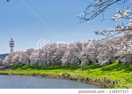 The cherry blossom trees along the Shiraishi River embankment, known as "Ichimoku Senbonzakura" (One Thousand Cherry Trees at a Glance), are in full bloom in Ogawara Town, Miyagi Prefecture. 138855321