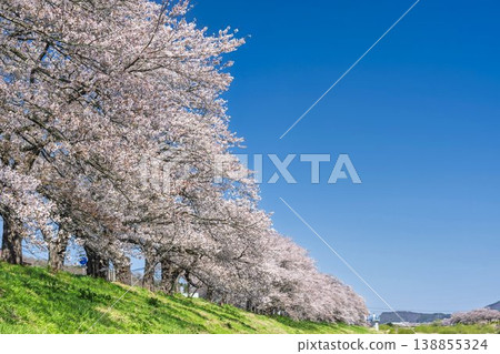 The cherry blossom trees along the Shiraishi River embankment, known as "Ichimoku Senbonzakura" (One Thousand Cherry Trees at a Glance), are in full bloom in Ogawara Town, Miyagi Prefecture. The cherry blossom trees along the Shiraishi River embankment, known as "Ichimoku Senbonzakura" (One Thousand Cherry Trees at a Glance), are in full bloom in Ogawara Town, Miyagi Prefecture. 138855324