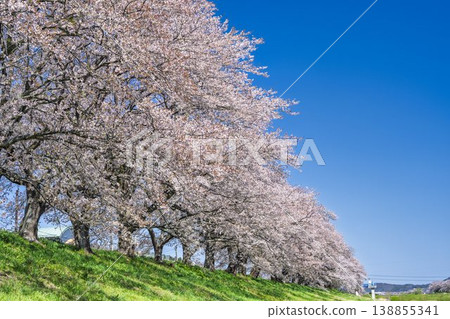 The cherry blossom trees along the Shiraishi River embankment, known as "Ichimoku Senbonzakura" (One Thousand Cherry Trees at a Glance), are in full bloom in Ogawara Town, Miyagi Prefecture. The cherry blossom trees along the Shiraishi River embankment, known as "Ichimoku Senbonzakura" (One Thousand Cherry Trees at a Glance), are in full bloom in Ogawara Town, Miyagi Prefecture. 138855341