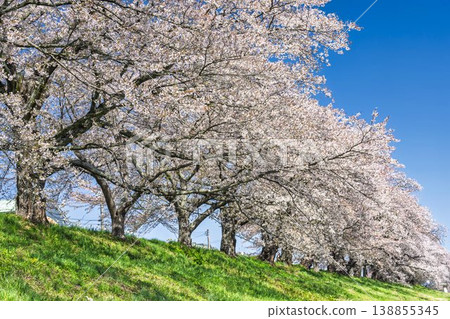 The cherry blossom trees along the Shiraishi River embankment, known as "Ichimoku Senbonzakura" (One Thousand Cherry Trees at a Glance), are in full bloom in Ogawara Town, Miyagi Prefecture. The cherry blossom trees along the Shiraishi River embankment, known as "Ichimoku Senbonzakura" (One Thousand Cherry Trees at a Glance), are in full bloom in Ogawara Town, Miyagi Prefecture. 138855345