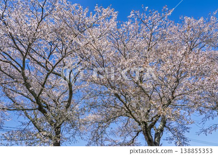 The cherry blossom trees along the Shiraishi River embankment, known as "Ichimoku Senbonzakura" (One Thousand Cherry Trees at a Glance), are in full bloom in Ogawara Town, Miyagi Prefecture. The cherry blossom trees along the Shiraishi River embankment, known as "Ichimoku Senbonzakura" (One Thousand Cherry Trees at a Glance), are in full bloom in Ogawara Town, Miyagi Prefecture. 138855353