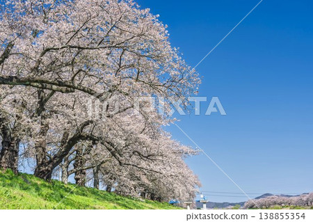 The cherry blossom trees along the Shiraishi River embankment, known as "Ichimoku Senbonzakura" (One Thousand Cherry Trees at a Glance), are in full bloom in Ogawara Town, Miyagi Prefecture. The cherry blossom trees along the Shiraishi River embankment, known as "Ichimoku Senbonzakura" (One Thousand Cherry Trees at a Glance), are in full bloom in Ogawara Town, Miyagi Prefecture. 138855354