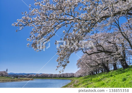 The cherry blossom trees along the Shiraishi River embankment, known as "Ichimoku Senbonzakura" (One Thousand Cherry Trees at a Glance), are in full bloom in Ogawara Town, Miyagi Prefecture. The cherry blossom trees along the Shiraishi River embankment, known as "Ichimoku Senbonzakura" (One Thousand Cherry Trees at a Glance), are in full bloom in Ogawara Town, Miyagi Prefecture. 138855358