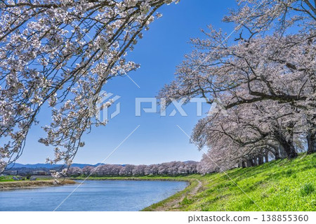 The cherry blossom trees along the Shiraishi River embankment, known as "Ichimoku Senbonzakura" (One Thousand Cherry Trees at a Glance), are in full bloom in Ogawara Town, Miyagi Prefecture. The cherry blossom trees along the Shiraishi River embankment, known as "Ichimoku Senbonzakura" (One Thousand Cherry Trees at a Glance), are in full bloom in Ogawara Town, Miyagi Prefecture. 138855360