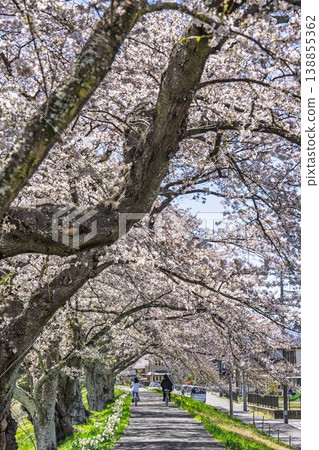 The cherry blossoms along the Shiraishi River embankment are in full bloom; cyclists ride along the cherry tree-lined path in Ogawara Town, Miyagi Prefecture. 138855362