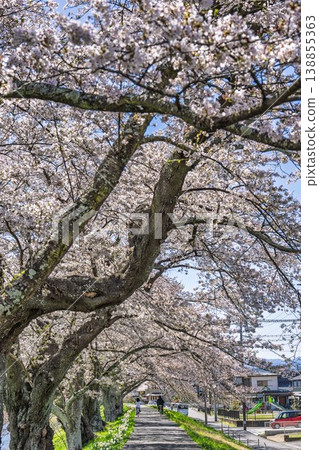 The cherry blossoms along the Shiraishi River embankment are in full bloom; cyclists ride along the cherry tree-lined path in Ogawara Town, Miyagi Prefecture. 138855363