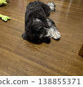 迷你雪納瑞犬在硬木地板上 138855371